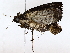  ( - BIOUG72942-G01)  @11 [ ] CreativeCommons - Attribution (2022) CBG Photography Group Centre for Biodiversity Genomics