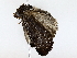 ( - BIOUG72942-G04)  @11 [ ] CreativeCommons - Attribution (2022) CBG Photography Group Centre for Biodiversity Genomics