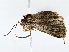  ( - BIOUG72942-G06)  @11 [ ] CreativeCommons - Attribution (2022) CBG Photography Group Centre for Biodiversity Genomics