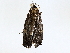  ( - BIOUG72943-D02)  @11 [ ] CreativeCommons - Attribution (2022) CBG Photography Group Centre for Biodiversity Genomics