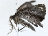  ( - BIOUG72943-D06)  @11 [ ] CreativeCommons - Attribution (2022) CBG Photography Group Centre for Biodiversity Genomics