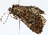  ( - BIOUG72943-E03)  @11 [ ] CreativeCommons - Attribution (2022) CBG Photography Group Centre for Biodiversity Genomics