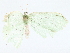  (Nemoria Malaise5562 - BIOUG72943-E06)  @11 [ ] CreativeCommons - Attribution (2022) CBG Photography Group Centre for Biodiversity Genomics