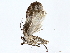  ( - BIOUG72943-E10)  @11 [ ] CreativeCommons - Attribution (2022) CBG Photography Group Centre for Biodiversity Genomics