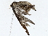  ( - BIOUG72944-A04)  @11 [ ] CreativeCommons - Attribution (2022) CBG Photography Group Centre for Biodiversity Genomics