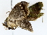  ( - BIOUG72944-D03)  @11 [ ] CreativeCommons - Attribution (2022) CBG Photography Group Centre for Biodiversity Genomics