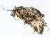  ( - BIOUG72944-D09)  @11 [ ] CreativeCommons - Attribution (2022) CBG Photography Group Centre for Biodiversity Genomics