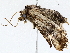  ( - BIOUG72945-B03)  @11 [ ] CreativeCommons - Attribution (2022) CBG Photography Group Centre for Biodiversity Genomics