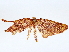  ( - BIOUG72945-B08)  @11 [ ] CreativeCommons - Attribution (2022) CBG Photography Group Centre for Biodiversity Genomics