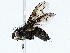  ( - BIOUG76539-A09)  @11 [ ] CreativeCommons - Attribution (2022) CBG Photography Group Centre for Biodiversity Genomics