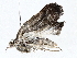  ( - BIOUG76539-E07)  @11 [ ] CreativeCommons - Attribution (2022) CBG Photography Group Centre for Biodiversity Genomics