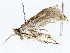  ( - BIOUG76539-E09)  @11 [ ] CreativeCommons - Attribution (2022) CBG Photography Group Centre for Biodiversity Genomics
