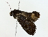  ( - BIOUG77727-D02)  @11 [ ] CreativeCommons - Attribution (2022) CBG Photography Group Centre for Biodiversity Genomics