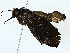  ( - BIOUG77727-D09)  @11 [ ] CreativeCommons - Attribution (2022) CBG Photography Group Centre for Biodiversity Genomics