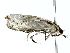  (tortMalaise7068 - BIOUG77728-B06)  @11 [ ] CreativeCommons - Attribution (2022) CBG Photography Group Centre for Biodiversity Genomics