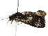  (Eriopyga Malaise9217 - BIOUG77728-B07)  @13 [ ] CreativeCommons - Attribution (2022) CBG Photography Group Centre for Biodiversity Genomics