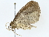  ( - BIOUG77729-A11)  @11 [ ] CreativeCommons - Attribution (2022) CBG Photography Group Centre for Biodiversity Genomics