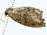  ( - BIOUG77730-D05)  @11 [ ] CreativeCommons - Attribution (2022) CBG Photography Group Centre for Biodiversity Genomics