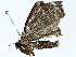  ( - BIOUG77730-D09)  @11 [ ] CreativeCommons - Attribution (2022) CBG Photography Group Centre for Biodiversity Genomics