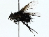  ( - BIOUG77731-B04)  @11 [ ] CreativeCommons - Attribution (2022) CBG Photography Group Centre for Biodiversity Genomics