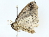  ( - BIOUG77731-C10)  @11 [ ] CreativeCommons - Attribution (2022) CBG Photography Group Centre for Biodiversity Genomics