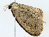  ( - BIOUG77731-C11)  @11 [ ] CreativeCommons - Attribution (2022) CBG Photography Group Centre for Biodiversity Genomics