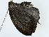  ( - BIOUG77731-C12)  @11 [ ] CreativeCommons - Attribution (2022) CBG Photography Group Centre for Biodiversity Genomics