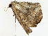  ( - BIOUG77731-D02)  @11 [ ] CreativeCommons - Attribution (2022) CBG Photography Group Centre for Biodiversity Genomics