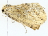  ( - BIOUG77731-D04)  @11 [ ] CreativeCommons - Attribution (2022) CBG Photography Group Centre for Biodiversity Genomics