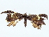  ( - BIOUG85268-F08)  @11 [ ] CreativeCommons - Attribution (2022) CBG Photography Group Centre for Biodiversity Genomics