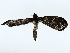  ( - BIOUG85268-F10)  @11 [ ] CreativeCommons - Attribution (2022) CBG Photography Group Centre for Biodiversity Genomics