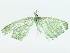  ( - BIOUG85268-G03)  @11 [ ] CreativeCommons - Attribution (2022) CBG Photography Group Centre for Biodiversity Genomics