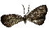  ( - BIOUG85269-H05)  @11 [ ] CreativeCommons - Attribution (2022) CBG Photography Group Centre for Biodiversity Genomics