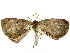  ( - BIOUG85269-H06)  @11 [ ] CreativeCommons - Attribution (2022) CBG Photography Group Centre for Biodiversity Genomics
