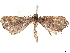  ( - BIOUG85270-A01)  @11 [ ] CreativeCommons - Attribution (2022) CBG Photography Group Centre for Biodiversity Genomics