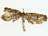  ( - BIOUG85270-A02)  @11 [ ] CreativeCommons - Attribution (2022) CBG Photography Group Centre for Biodiversity Genomics