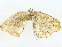  ( - BIOUG85270-A03)  @11 [ ] CreativeCommons - Attribution (2022) CBG Photography Group Centre for Biodiversity Genomics