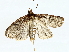  ( - BIOUG85270-A05)  @11 [ ] CreativeCommons - Attribution (2022) CBG Photography Group Centre for Biodiversity Genomics