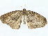  ( - BIOUG85270-A07)  @11 [ ] CreativeCommons - Attribution (2022) CBG Photography Group Centre for Biodiversity Genomics