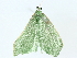  ( - BIOUG85270-A11)  @11 [ ] CreativeCommons - Attribution (2022) CBG Photography Group Centre for Biodiversity Genomics