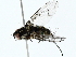  ( - BIOUG85270-D10)  @11 [ ] CreativeCommons - Attribution (2022) CBG Photography Group Centre for Biodiversity Genomics