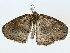  ( - BIOUG85301-E10)  @11 [ ] CreativeCommons - Attribution (2022) CBG Photography Group Centre for Biodiversity Genomics