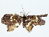  ( - BIOUG85301-F07)  @11 [ ] CreativeCommons - Attribution (2022) CBG Photography Group Centre for Biodiversity Genomics