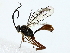  ( - BIOUG85301-G08)  @11 [ ] CreativeCommons - Attribution (2022) CBG Photography Group Centre for Biodiversity Genomics