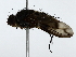  (tachMalaise8302 - BIOUG85301-G12)  @11 [ ] CreativeCommons - Attribution (2022) CBG Photography Group Centre for Biodiversity Genomics