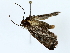  ( - BIOUG85302-A09)  @11 [ ] CreativeCommons - Attribution (2022) CBG Photography Group Centre for Biodiversity Genomics