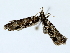 (tortMalaise0798 - BIOUG85302-A12)  @11 [ ] CreativeCommons - Attribution (2022) CBG Photography Group Centre for Biodiversity Genomics