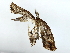  ( - BIOUG85302-E01)  @11 [ ] CreativeCommons - Attribution (2022) CBG Photography Group Centre for Biodiversity Genomics