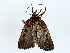 ( - BIOUG85302-E05)  @11 [ ] CreativeCommons - Attribution (2022) CBG Photography Group Centre for Biodiversity Genomics