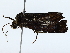  ( - BIOUG85302-E06)  @11 [ ] CreativeCommons - Attribution (2022) CBG Photography Group Centre for Biodiversity Genomics